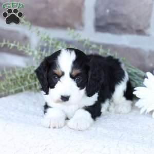 Addie, Cavapoo Puppy